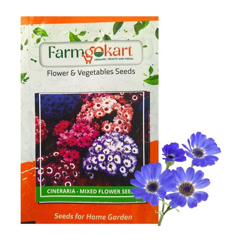 Cineraria - Mixed Flower - Pack of 200 Seeds – Farmgokart