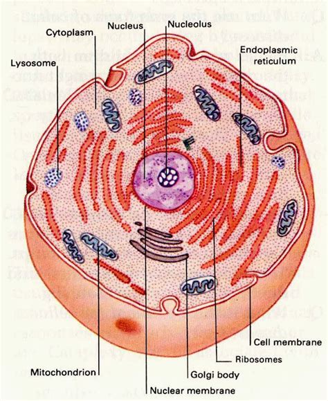 Image result for Structure and Function of Cytoplasm