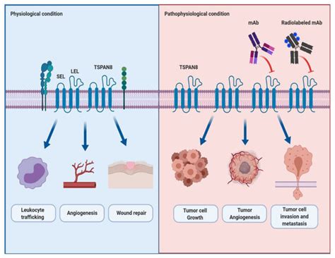 TSPAN8 as a Novel Emerging Therapeutic Target in Cancer for Monoclonal ...