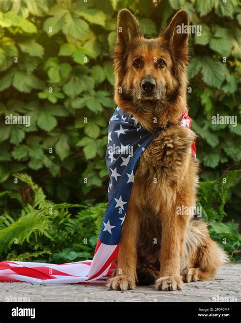 American German Shepherd Dog