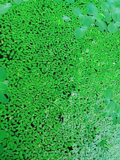 Nandhanam Live Giant Duckweed Plants for Aquarium, Ponds, (Aquatic ...