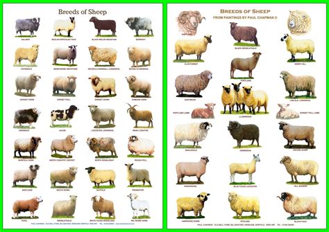 Types Of Show Sheep at William Domingue blog