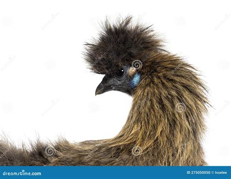 Partridge Silkie Chicken