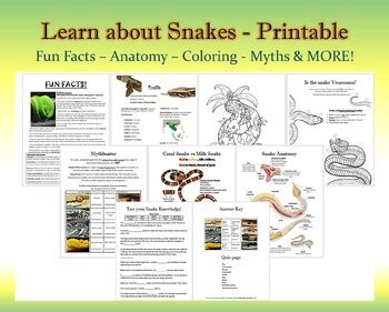 Image result for Python Programing Snakes