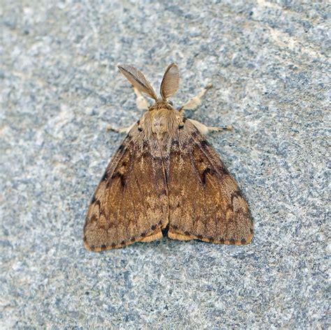 Image result for Gypsy Moth