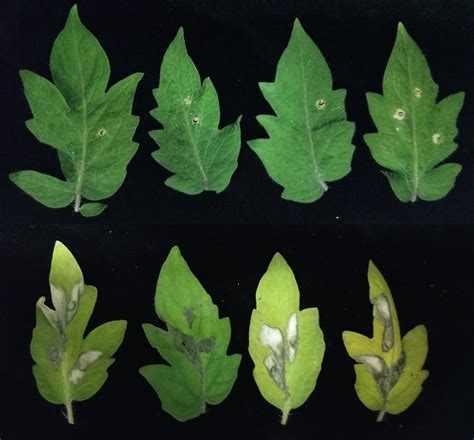 Newly Discovered Bacterial Natural Product Pathway Offers Potential for Synthetic Biology