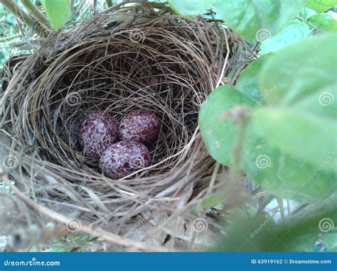 Nest of BulBul stock photo. Image of little, wild, birds - 63919162