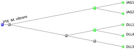 An Orthologics Study of the Notch Signalling Pathway[v1] | Preprints.org