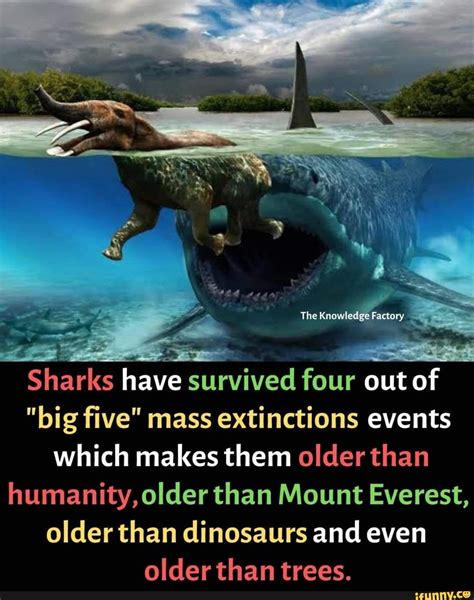 The Knowledge Factory Sharks have survived four out of "big five" mass extinctions events which ...