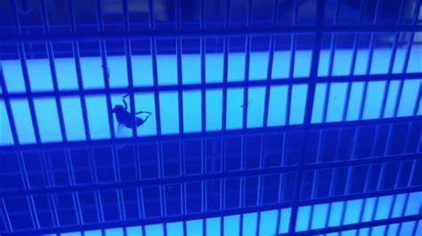 Fly Exploding 的图像结果