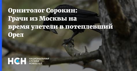 Орнитолог Сорокин: Грачи из Москвы на время улетели в потеплевший Орел