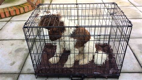Image result for Cockapoo Crates