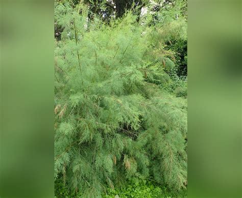 Редкий жаростойкий кустарник растет в Ростовской области