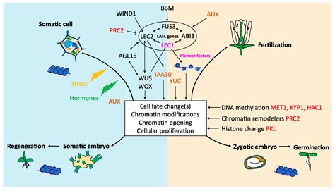 Genetic and Molecular Control of Somatic Embryogenesis