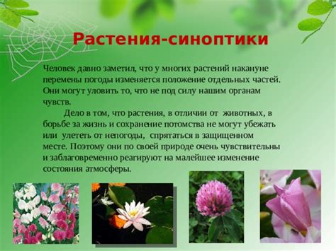Презентация на тему "Природные синоптики"