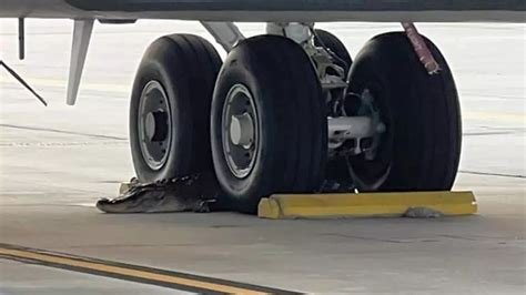 10-Foot Alligator Blocks Plane at US Air Force Base | Times Now