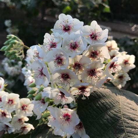 Dombeya Pulchra Plant