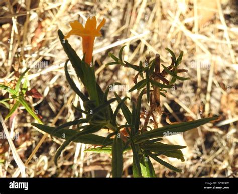 orange bush monkeyflower (Diplacus aurantiacus Stock Photo - Alamy