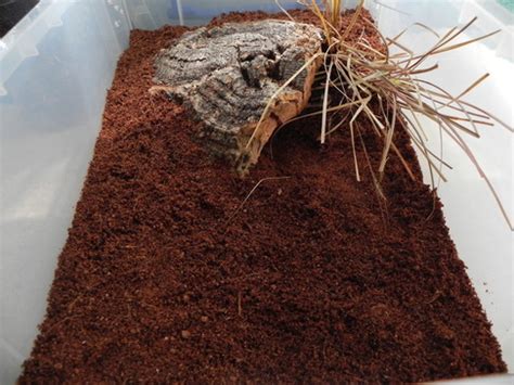 Image result for Royal Python Setup