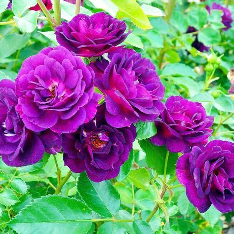 Image result for Flower Digram Using Turtle Python