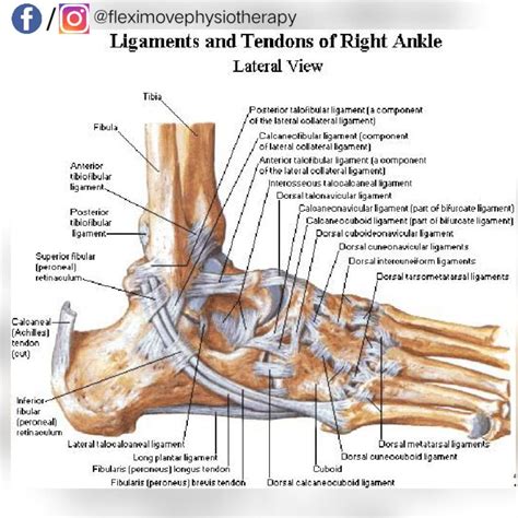 Ligaments and Tendons of Ankle | Ankle anatomy, Ankle ligaments, Foot ...