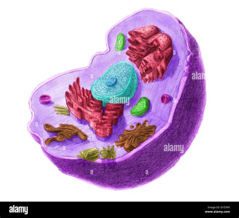 Coloured Picture Of Animal Cell