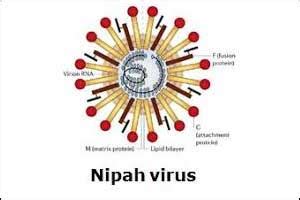 17 picked Nipah virus from 1st victim: Kerala govt report