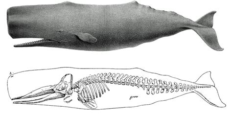 Humpback Whales Anatomy