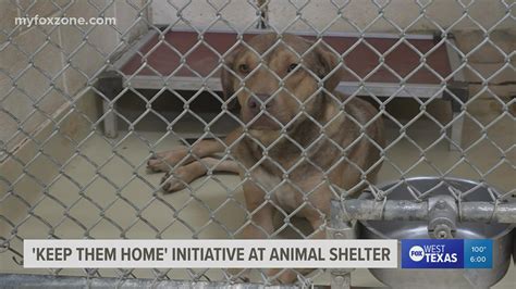 Get your cats and dogs microchipped for free at COSA Animal Shelter ...