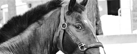 Download wallpaper 2560x1024 horse, muzzle, bridle, eyes, black and ...
