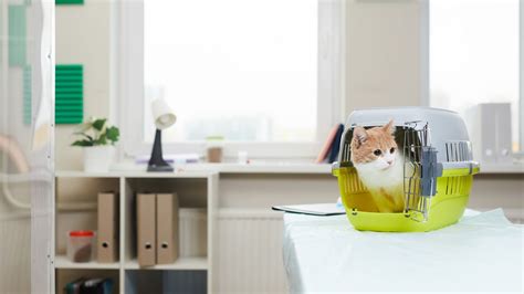 Pet In-House Diagnostics In Watauga, TX | Watauga Animal