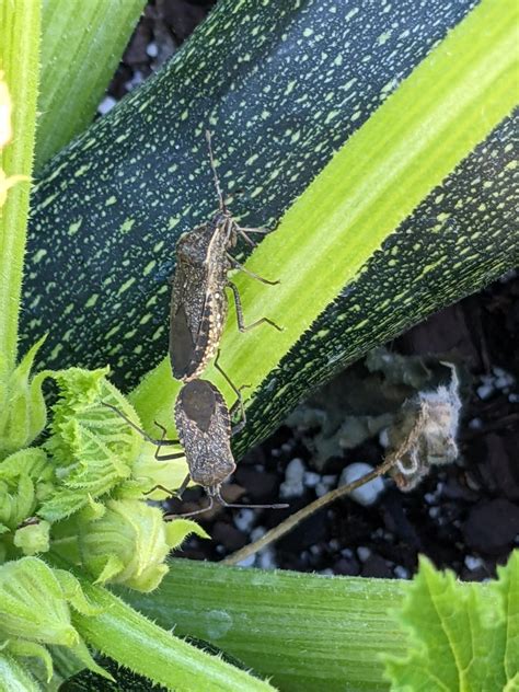 What are these bugs all over my zucchini plant? : r/vegetablegardening