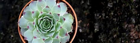 Laxmi Kamal Red Tip Sempervivum Succulent | Common Houseleek Live Plant ...