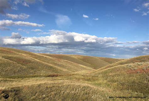 emily-thoroski-grasslands – Your Connection to Wildlife