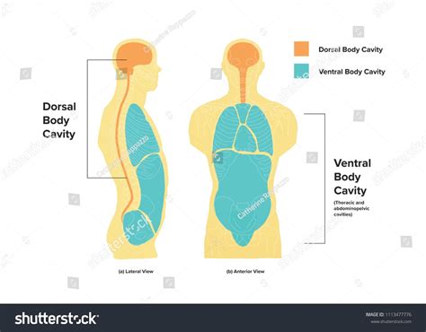 Diagram of the Dorsal and Ventral cavitiesDorsal#Diagram#cavities# ...