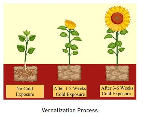 Vernalization and Senescence - Botany Optional for UPSC PDF Download