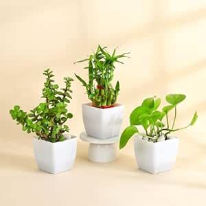 Combo Air purifying Indoor Lucky Live Plants for Home Decoration with ...