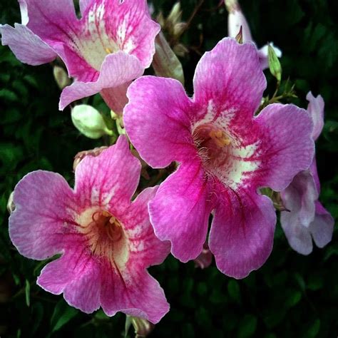 Tecoma Flowers plant (Pink) – Haven plant