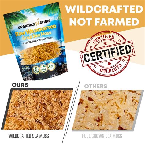 ORGANICSNATURE Organics Nature Raw Wildcrafted Sea Moss | Organic India ...