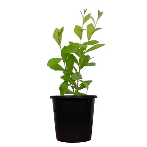 Buy Curtain creeper, Vernonia creeper, Parda bel - Plant online from ...