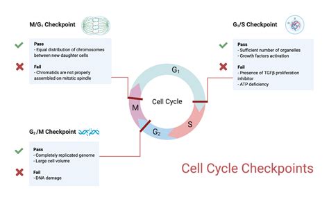 Cell Cycle Checkpoints 的图像结果