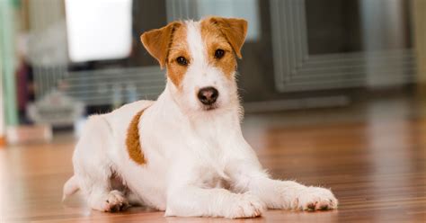 The Best Dog Breeds For Apartment Living - PetlifeCA