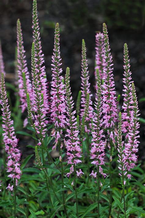 Perennial Flowering Plants For Zone 9 at Emma Lowell blog