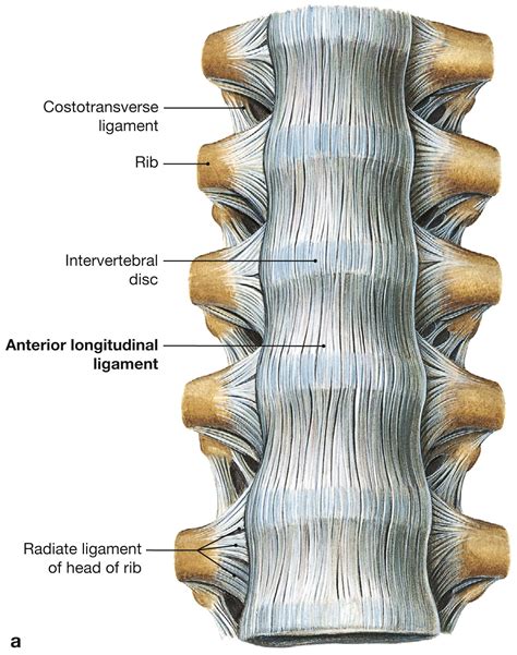 Back and Spine - Clinical Tree