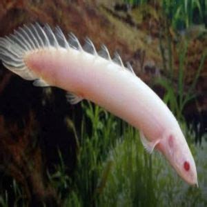 Albino Clown Knife Fish Exporters and Suppliers from Kolkata