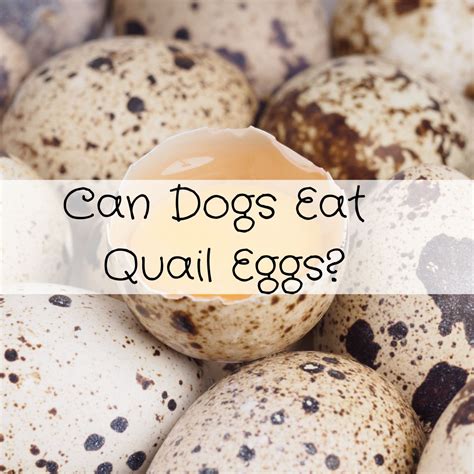 Can Dogs Eat Bad Eggs