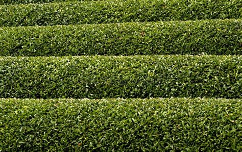 Tea Plantations Japan 的图像结果