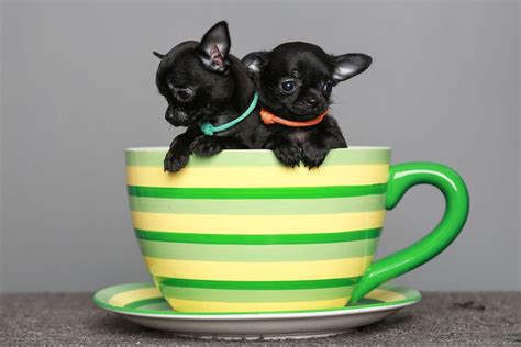 The Chihuahua Lifespan: How Long Do Chihuahuas Live?