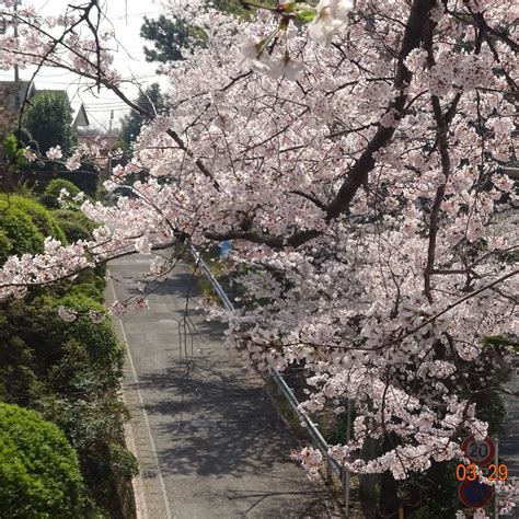 NOGIKU NO HAKA BUNGAKU HI (2026) All You Need to Know BEFORE You Go ...