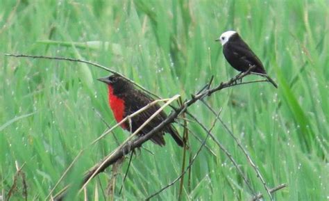 Le Morpho (Roura) - All You Need to Know BEFORE You Go